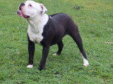 Chienne Bulldog Continental LOF fauve à vendre