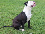 Chienne Bulldog Continental LOF fauve à vendre