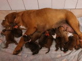 9 chiots Bulldog Continental LOF de mai 2026 à réserver