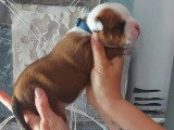 9 chiots Bulldog Continental LOF de mai 2026 à réserver