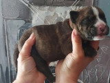 9 chiots Bulldog Continental LOF de mai 2026 à réserver