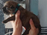 9 chiots Bulldog Continental LOF de mai 2026 à réserver