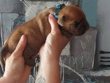 9 chiots Bulldog Continental LOF de mai 2026 à réserver
