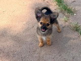 Chiot Pomchi de mars 2026 mâle fauve charbonné non LOF à vendre