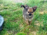 Chiot Pomchi de mars 2026 mâle fauve charbonné non LOF à vendre
