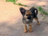Chiot Pomchi de mars 2026 mâle fauve charbonné non LOF à vendre