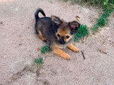 Chiot Pomchi de mars 2026 mâle fauve charbonné non LOF à vendre