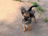 Chiot Pomchi de mars 2026 mâle fauve charbonné non LOF à vendre