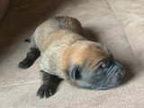 Chiots mâles Berger Belge Malinois à vendre