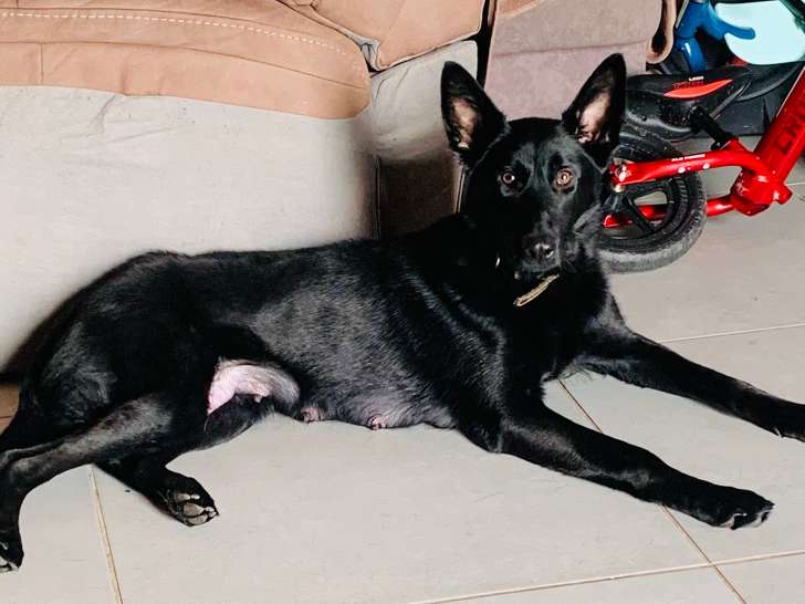 Chiots mâles Berger Belge Malinois à vendre