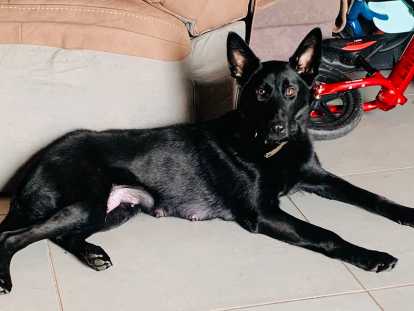 Chiots mâles Berger Belge Malinois à vendre