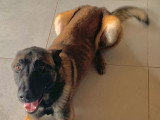 Chiots mâles Berger Belge Malinois à vendre