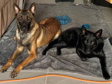 Chiots mâles Berger Belge Malinois à vendre