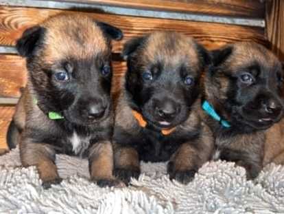Chiots Berger Malinois à vendre