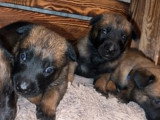 Chiots Berger Malinois à vendre