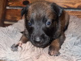 Chiots Berger Malinois à vendre