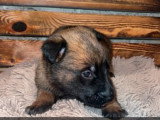 Chiots Berger Malinois à vendre