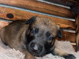 Chiots Berger Malinois à vendre