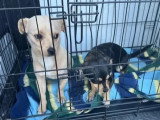 Chienne et chien Chihuahua à poil ras d'un an en adoption conjointe