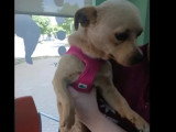 Chienne et chien Chihuahua à poil ras d'un an en adoption conjointe
