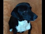 Chien noir et blanc d'un an et demi en quête d'un foyer