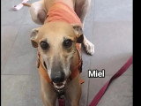 Chienne Galgo au pelage sable de 3 ans disponible à l'adoption