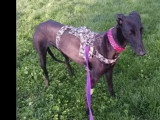 Chienne Galgo noire de 2 ans à la recherche d'une famille