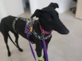 Chienne Galgo noire de 2 ans à la recherche d'une famille