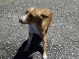 Chien Podenco au pelage sable d'un an prêt pour l'adoption