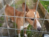 Chien Podenco au pelage sable d'un an prêt pour l'adoption
