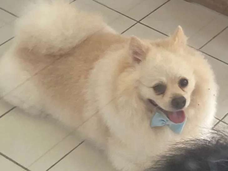 Chien Spitz nain au pelage crème de 4 ans en attente d'un foyer