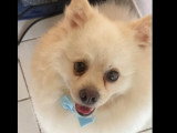 Chien Spitz nain au pelage crème de 4 ans en attente d'un foyer