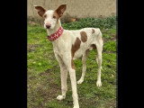 Chien Podenco au pelage blanc de 3 ans en attente d'une famille