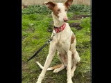 Chien Podenco au pelage blanc de 3 ans en attente d'une famille