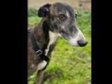 Chien Galgo bringé de 6 ans à adopter