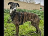 Chien Galgo bringé de 6 ans à adopter