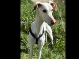 Chien Galgo blanc de 5 ans en quête d'un foyer aimant