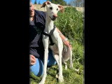 Chien Galgo blanc de 5 ans en quête d'un foyer aimant