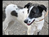 Chienne au pelage blanc de 4 ans disponible à l'adoption