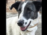 Chienne au pelage blanc de 4 ans disponible à l'adoption