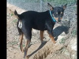 Chien au pelage fauve charbonné de 8 ans à adopter