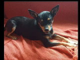 Chien au pelage fauve charbonné de 8 ans à adopter