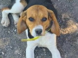 Chiot femelle Beagle tricolore de 8 mois disponible à l'adoption