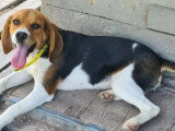 Chiot femelle Beagle tricolore de 8 mois disponible à l'adoption