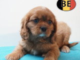 Adorable chiots Cavalier King Charles à vendre en animalerie