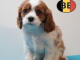 Adorable chiots Cavalier King Charles à vendre en animalerie