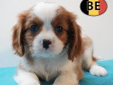 Adorable chiots Cavalier King Charles à vendre en animalerie
