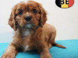 Adorable chiots Cavalier King Charles à vendre en animalerie