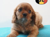 Adorable chiots Cavalier King Charles à vendre en animalerie