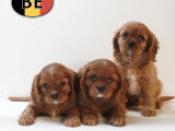 Adorable chiots Cavalier King Charles à vendre en animalerie